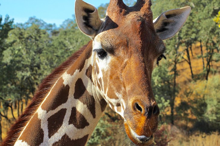 Giraffe at Safari West in Santa Rosa