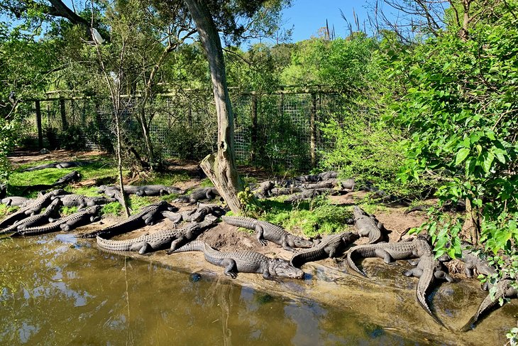 St. Augustine Alligator Farm Zoological Park