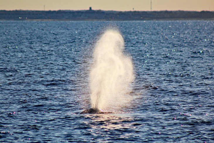 Humpback whale off the Jersey Shore