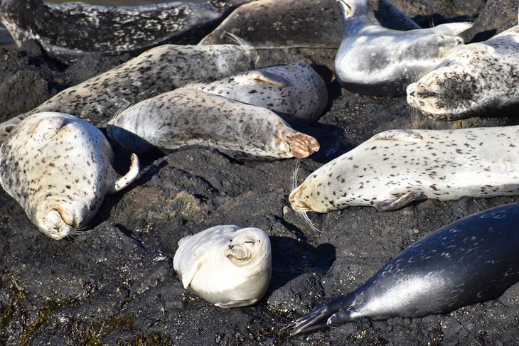 Harbor seals at Quarry Cove, Yaquina Head