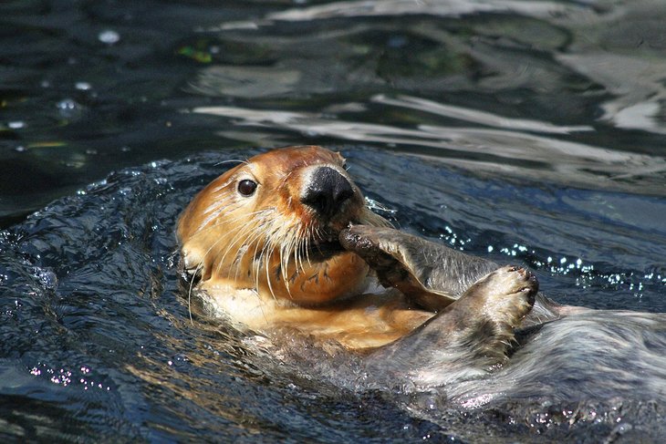 Sea otter in the Vancouver Aquarium