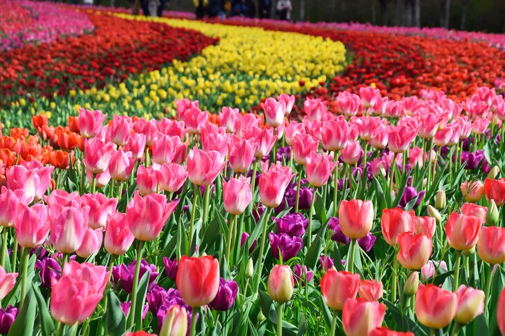 Jardin de Tulipes (Tulip Garden) Chateau de Cheverny