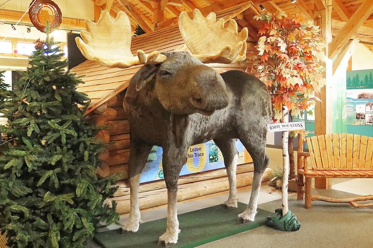 Moose at Gateway Visitor Center