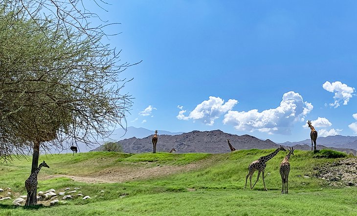 Giraffes at the Living Desert Zoo