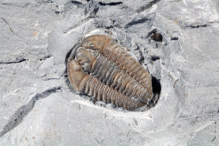 Trilobite fossil, Cincinnati, Ohio