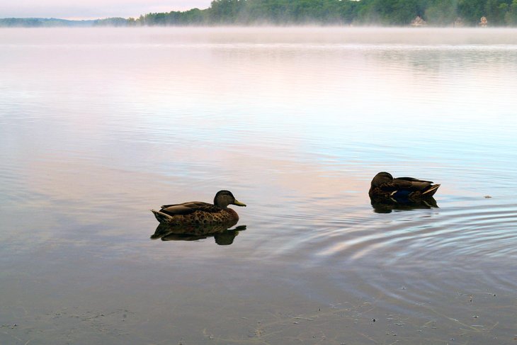 Ducks on China Lake