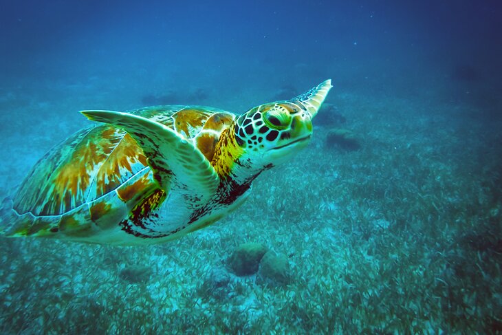 Sea turtle swimming off Ambergris Caye