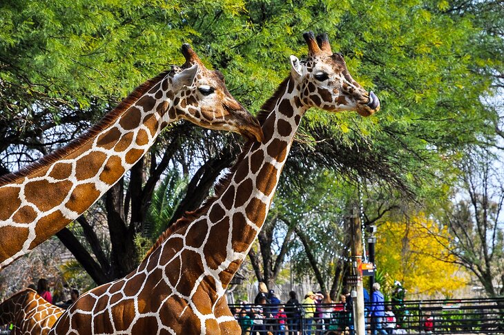 Reid Park Zoo