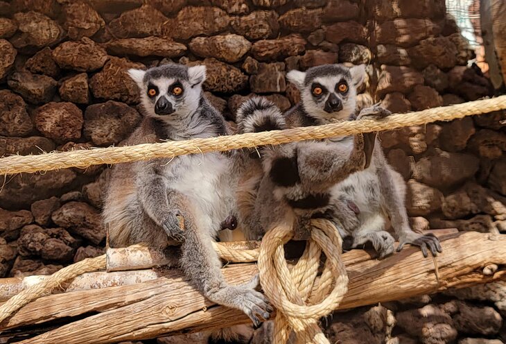 Lemurs at at Crocodrilo Park