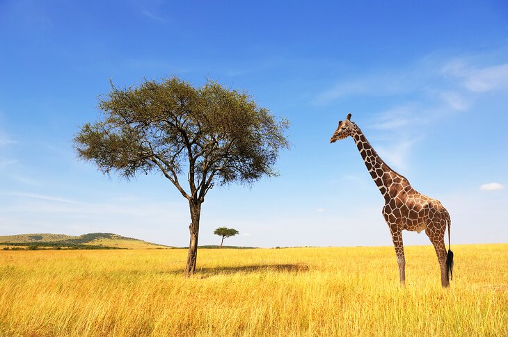 Giraffe on the savannah in Kenya