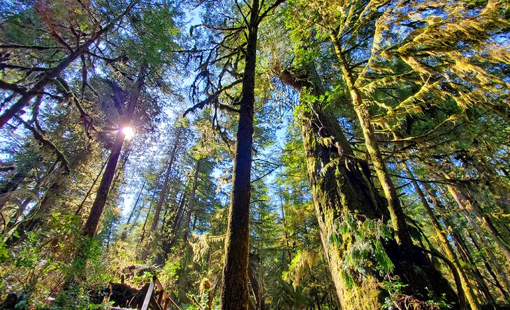 Old-growth forest in Tofino
