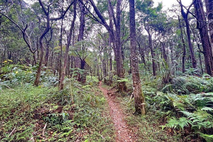 Kalopa Native Forest Trail