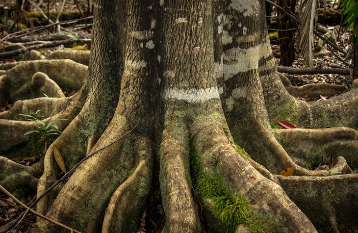 Tree roots at the Kona Cloud Forest Sanctuary