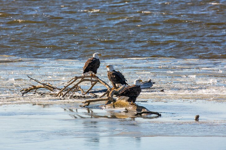 Bald eagles on the Mississippi River near Fort Madison