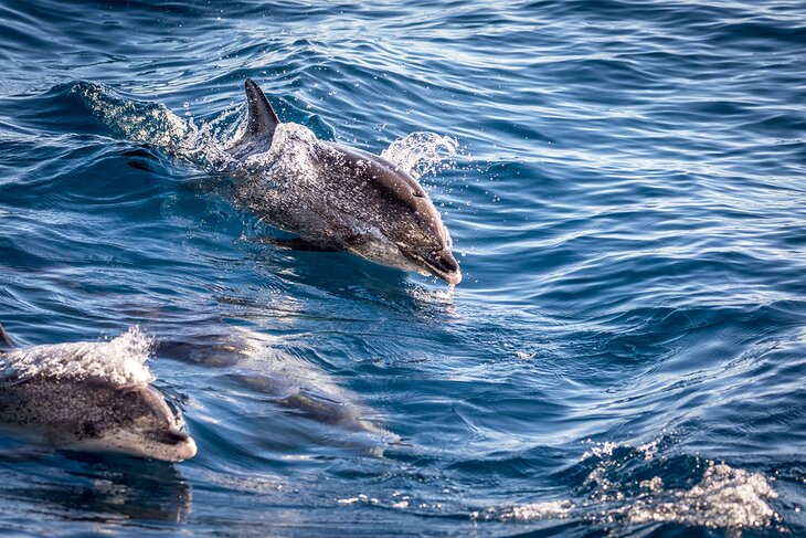 Dolphins off Gran Canaria