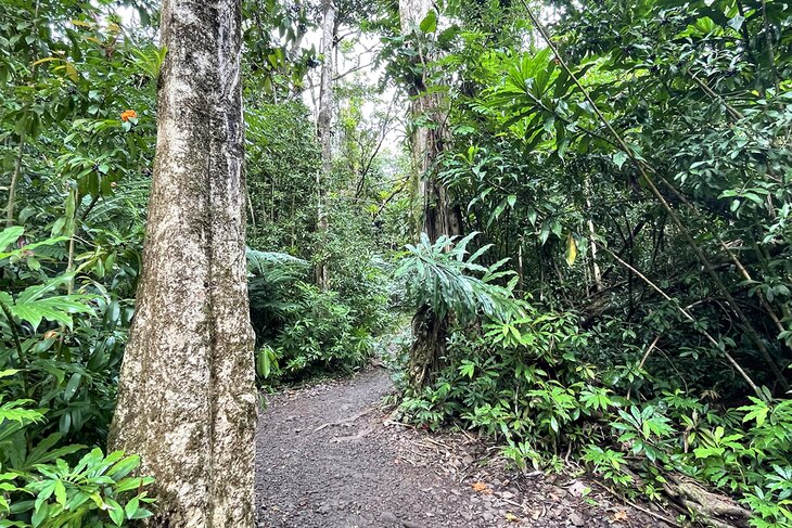 Manoa Falls Trail
