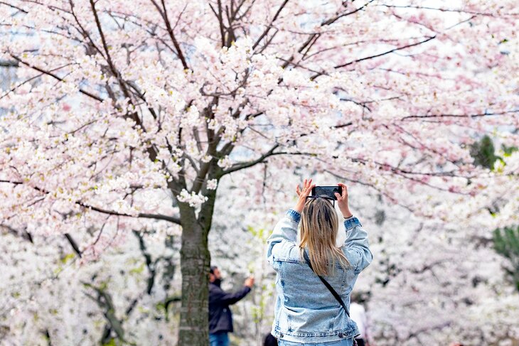 Photographing Sakura blossoms in Toronto's High Park