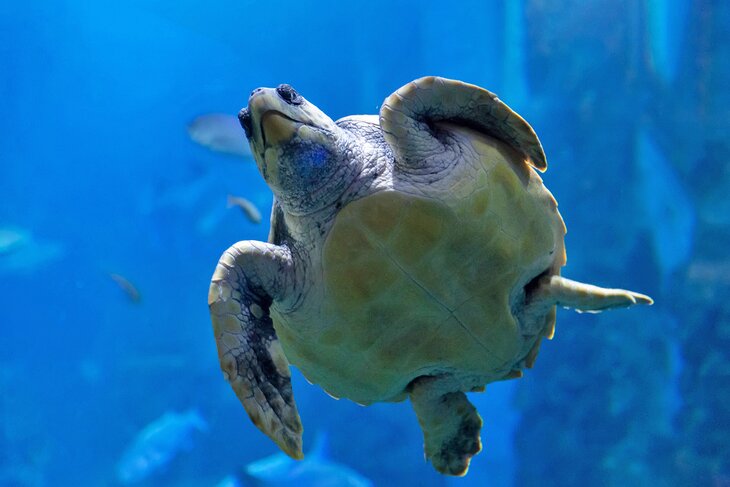 Turtle at the Aquarium San Sebastián