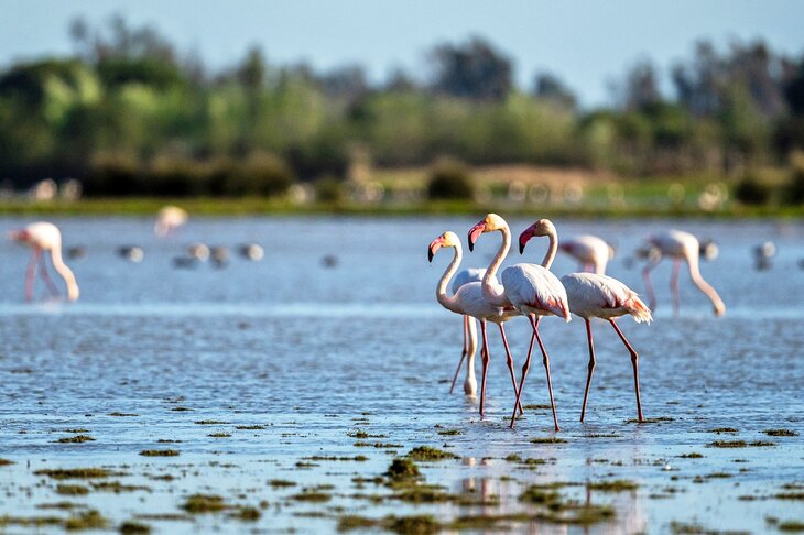 Flamingos at the Parque Nacional de Doñana