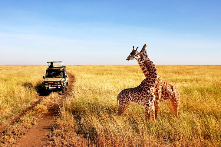 Viewing giraffes on a game drive in Serengeti National Park, Tanzania