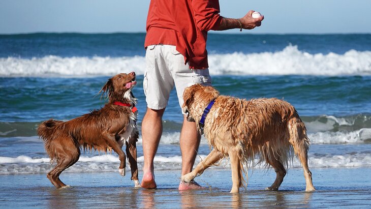 Dogs enjoying the beach in San Diego