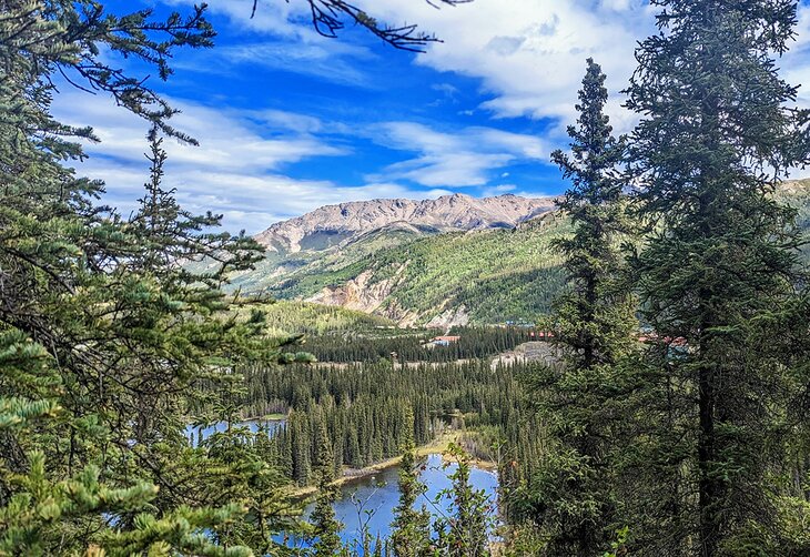 Scenery in Denali National Park