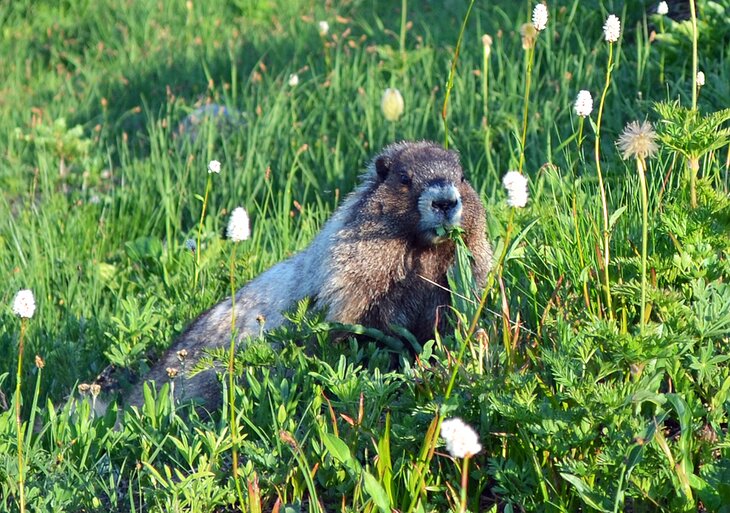 A marmot in wildflowers