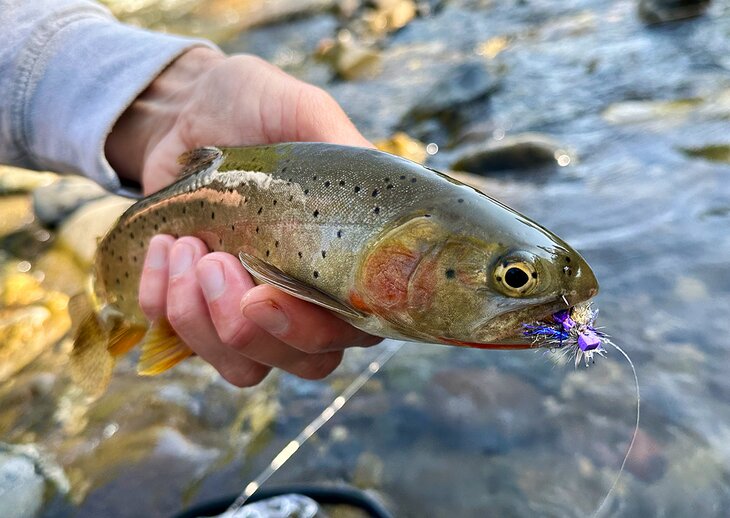 A cutthroat with a Fat Angie fly