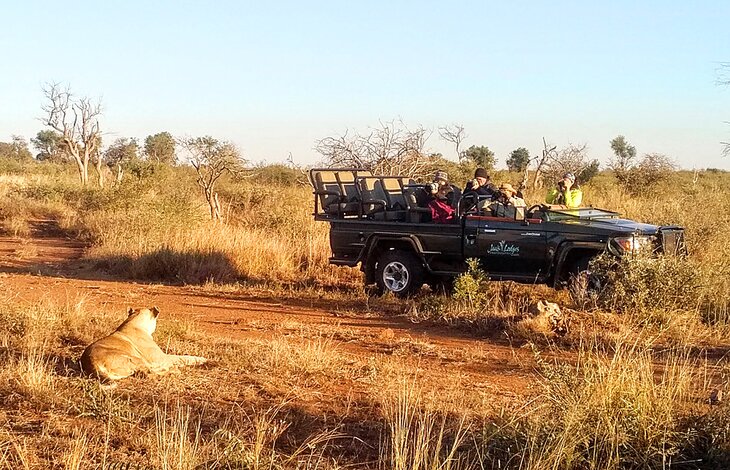 Photographing a lion on safari in South Africa