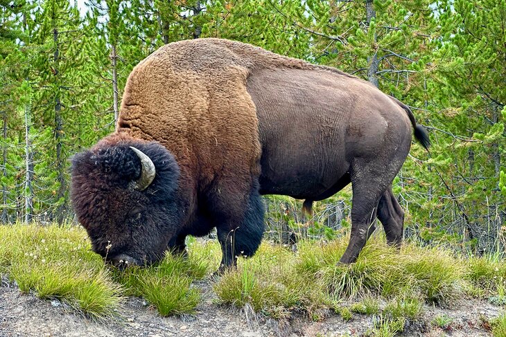 A buffalo in Lamar Valley