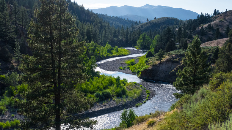 The Walker River near Markleeville, california