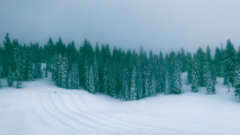 Dramatic view of bright green pine trees and snowy trails amid a snowstorm in Dodge Ridge, California area