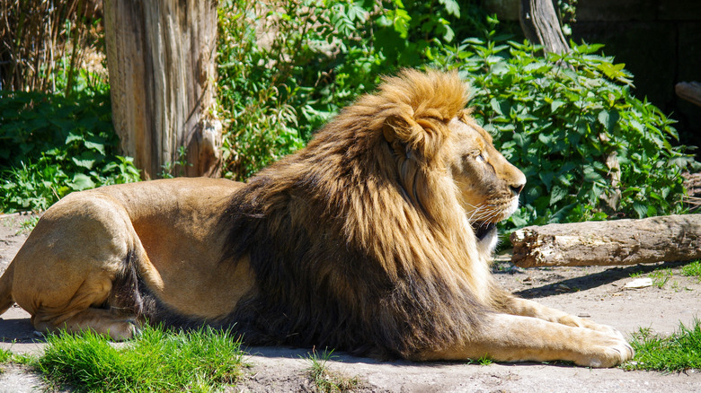 A lion in Dortmund Zoo.