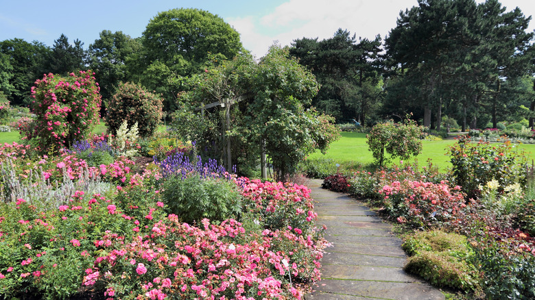 A rose flower garden in Westfalenpark, Dortmund.