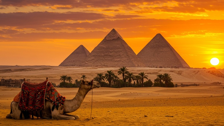 Pyramids of Giza at sunset with camel in desert foreground