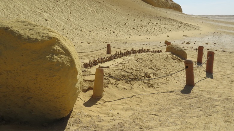 Whale fossil at Wadi El Hitan paleontological site in Egypt