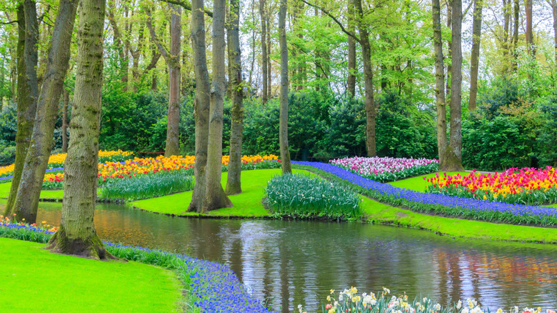 A stream and tulips in the Keukenhof gardens