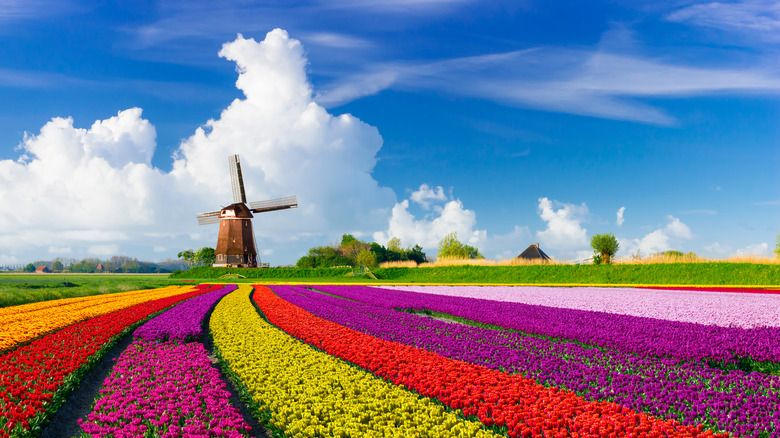 A colorful tulip field and a windmill in the Netherlands
