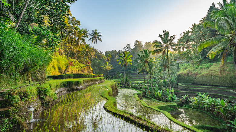 View of the rice terraces in Tegallalang, Bali