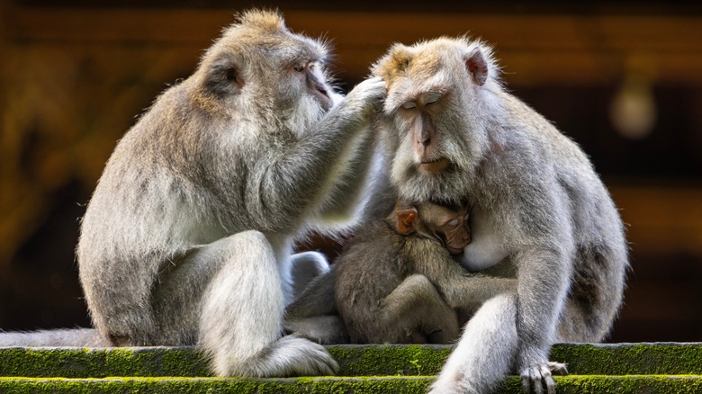 Long-tailed macaque monkeys family in the Sacred Forest Sanctuary in Ubud, Bali, Indonesia. The Sacred Monkey Forest Sanctuary is a nature reserve and temple complex