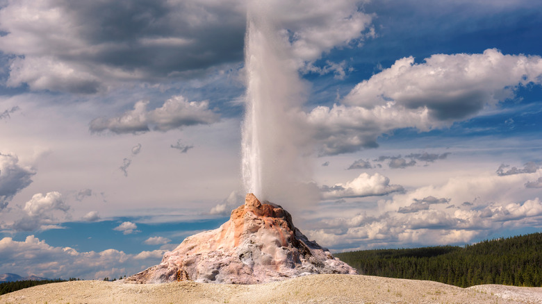 White Dome Geyser erupts in Yellowstone National Park