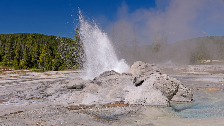 Minute Man Geyser erupts in the Shoshone Thermal Basin in Yellowstone National Park