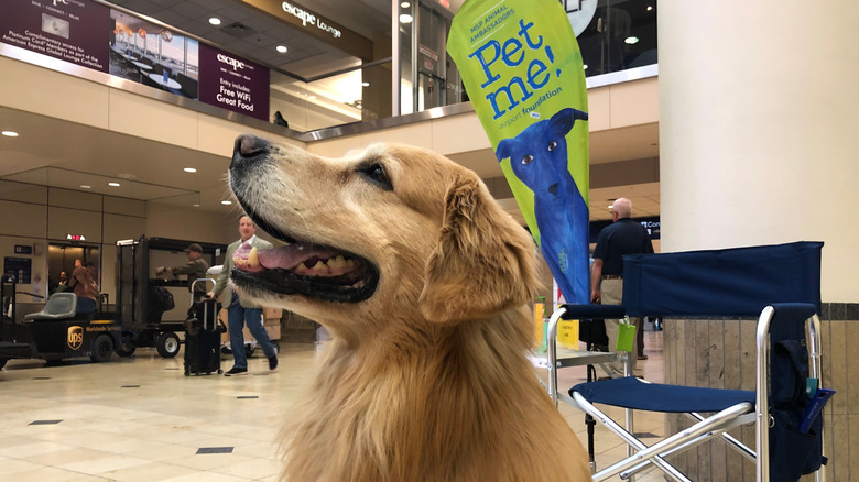 A golden retriever dog, part of the MSP airport animal ambassador program, waits for passengers to pet it