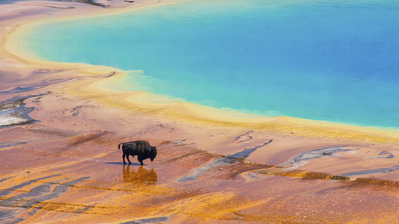 Bison crossing Prismatic Spring in Yellowstone National Park