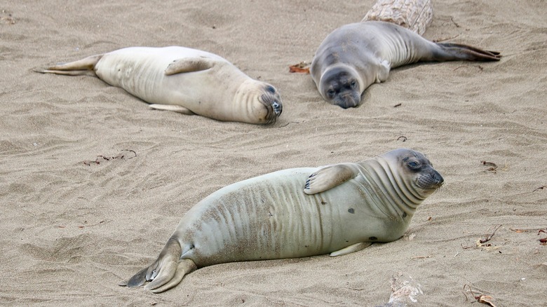 Lounging elephant seals on a beach near San Simeon, California