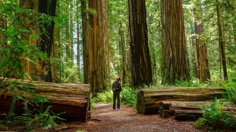 A man looks up at giant redwood trees at Redwood National and State Parks in California
