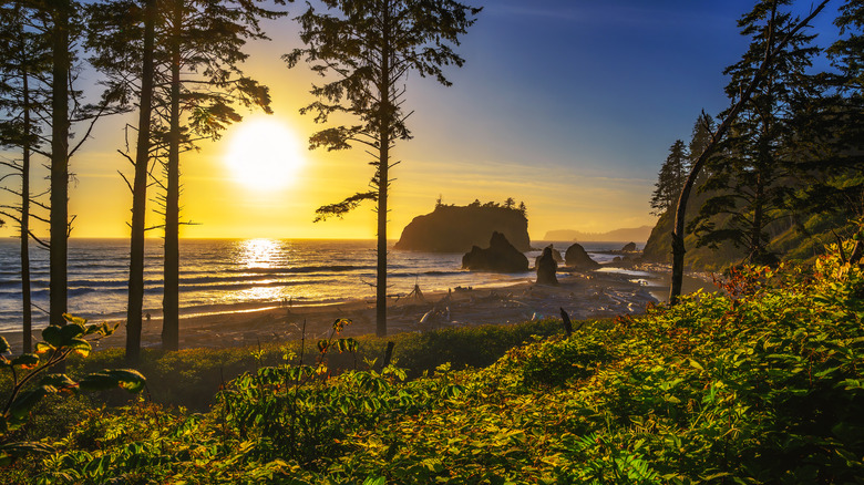 Sunset through trees and sea stacks at Ruby Beach, Olympic National Park, Washington