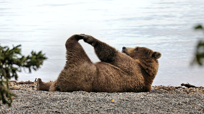 a bear stretching on the ground next to a river
