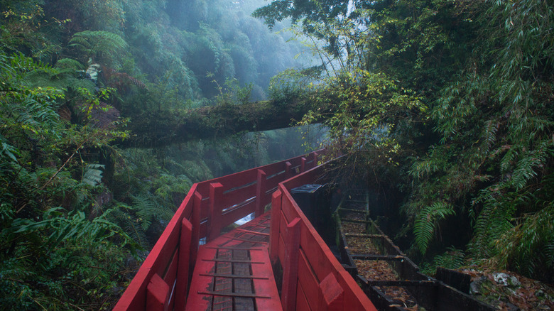 a red wooden path leads through a misty forest