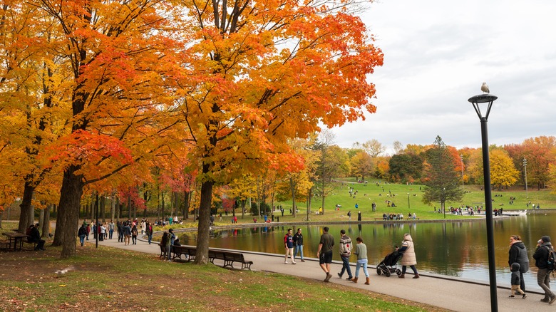 bright orange tree foliage, families walking along path around lake